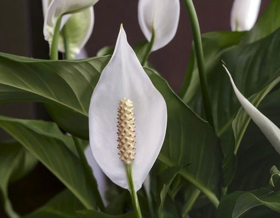 peace lily vine Peace Lily Plant (Spathiphyllum) – Thread + Vine Floral