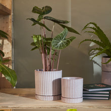 Load image into Gallery viewer, Potted Plant - Medium