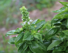 Load image into Gallery viewer, Large Leaf Basil Seeds