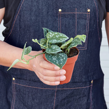 Load image into Gallery viewer, Pothos 'Satin' Plant