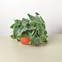 Load image into Gallery viewer, Pothos 'Satin' Plant