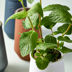 Tumbler Indoor Grow Kit: Mint