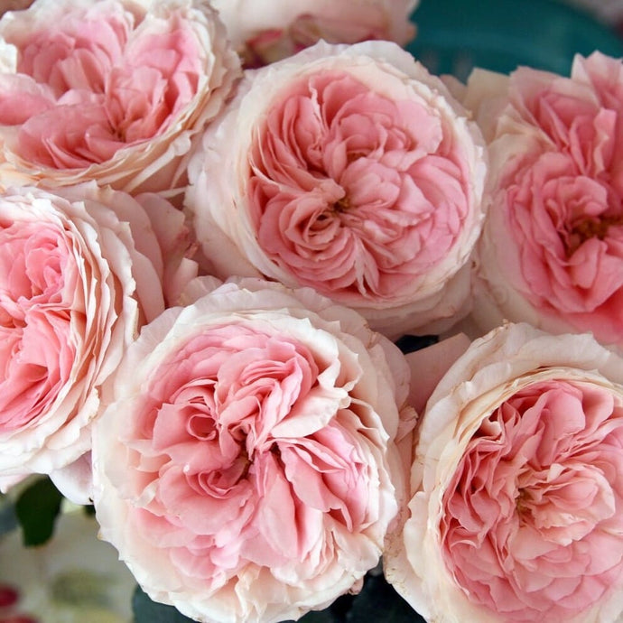 Garden Rose Bouquet