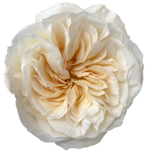 Load image into Gallery viewer, Garden Rose Bouquet