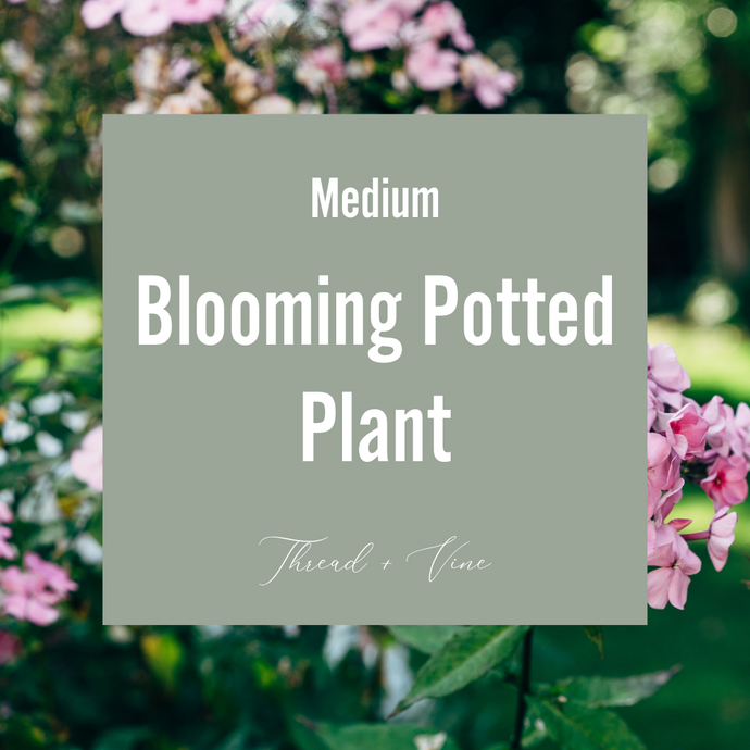 Blooming Plant - Medium