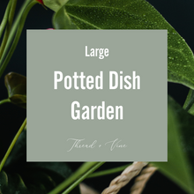 Load image into Gallery viewer, Potted Dish Garden - Large