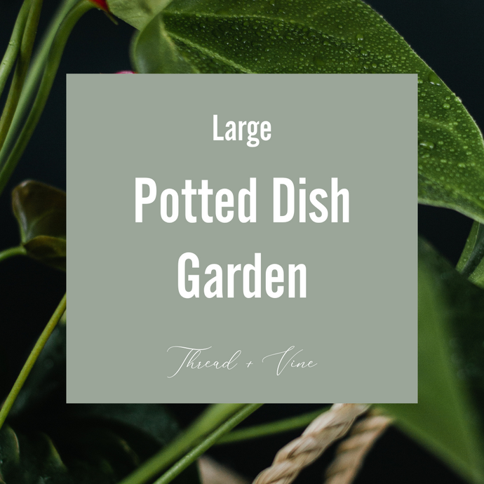 Potted Dish Garden - Large