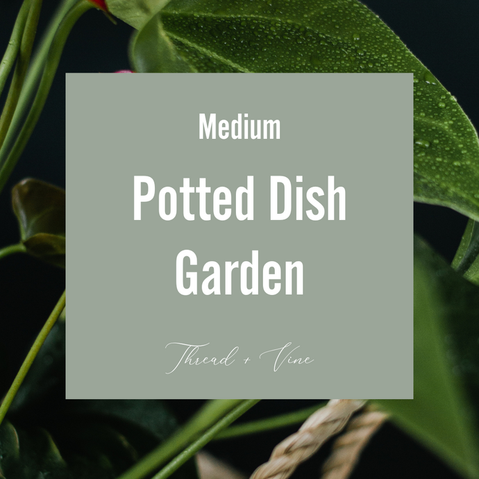 Potted Dish Garden - Medium