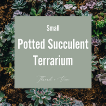 Load image into Gallery viewer, Potted Succulent Terrarium - Small