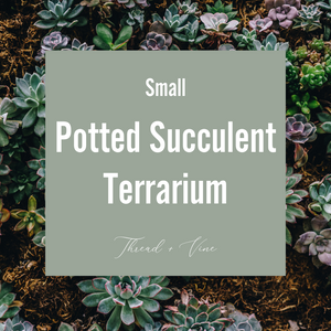 Potted Succulent Terrarium - Small