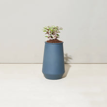 Load image into Gallery viewer, Tumbler Indoor Grow Kit: Eucalyptus