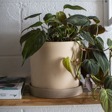 Load image into Gallery viewer, Potted Plant - Large