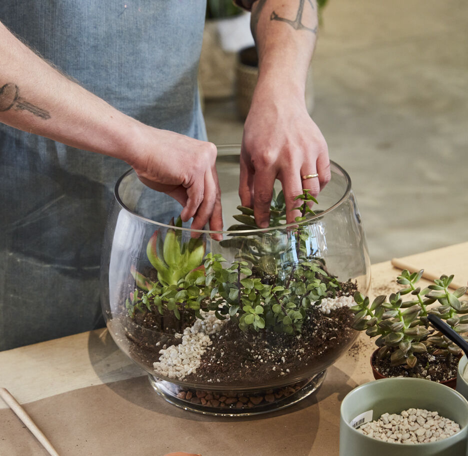 large succulent terrarium Potted Succulent Terrarium