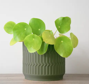 products/greenpot.png