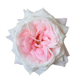 Garden Rose Bouquet