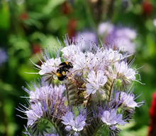 Load image into Gallery viewer, Purple Tansy Pollinator Seeds