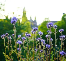 Load image into Gallery viewer, Purple Tansy Pollinator Seeds